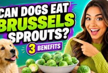 Can Dogs Eat Brussels Sprouts?