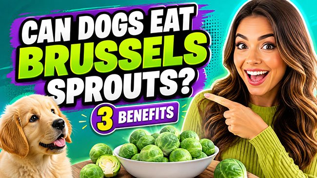 Can Dogs Eat Brussels Sprouts?