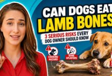 Can Dogs Eat Lamb Bones