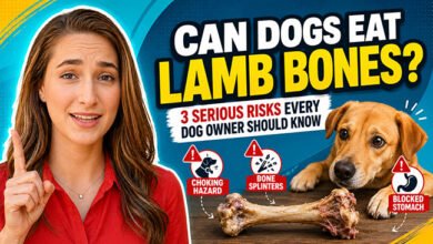 Can Dogs Eat Lamb Bones