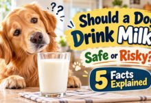 Can Dogs Drink Milk