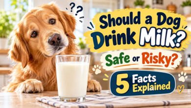 Can Dogs Drink Milk