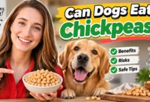 Can Dogs Eat Chickpeas