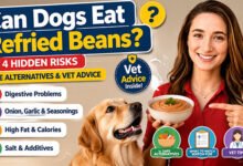 Can Dogs Eat Refried Beans