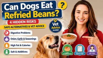 Can Dogs Eat Refried Beans