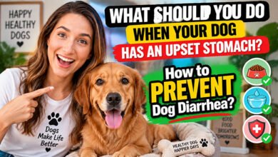 how to prevent dog diarrhea
